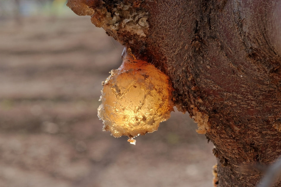 Amber Essential Oil (Liquidambar Orientalis) – HIGH ALTITUDE
