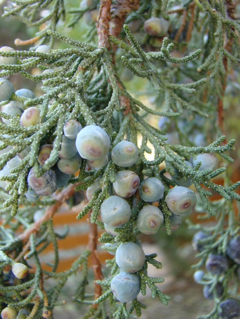 Juniper Berries  Made from 1,000 mg of Juniper Berry